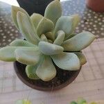 Pachyphytum bracteosum পাতা