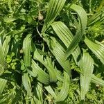 Plantago monosperma Листок