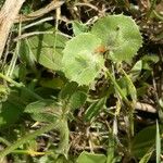 Hymenocarpos circinnatus Fruto