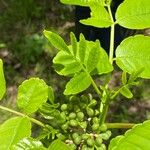 Zanthoxylum caribaeum Fruit