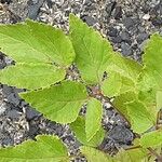 Aralia elata Foglia