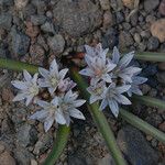 Allium tribracteatum Blüte