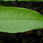 Cestrum racemosum Leaf