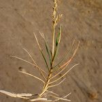 Aeluropus littoralis Habit