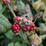 Rubus elegantispinosus Frukto