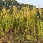 Artemisia annua عادت داشتن