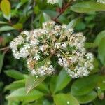 Photinia serrulataFlower