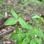 Galium circaezans Blad