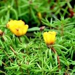 Portulaca grandiflora برگ