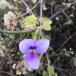 Vigna frutescens Blüte
