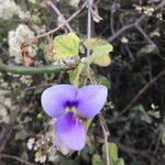 Vigna frutescens Blomma