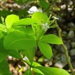 Rauvolfia viridis Flower