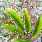 Cunonia macrophylla Φύλλο