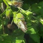 Campanula poscharskyana Λουλούδι