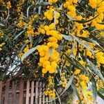 Acacia saligna Flors