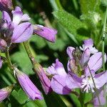 Polygala nicaeensis Fula