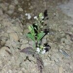 Veronica catenata Hoja