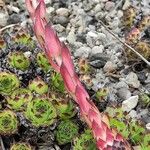 Sempervivum grandiflorum 樹皮