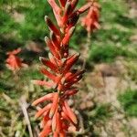 Aloe vituensis 花