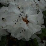 Rhododendron pachytrichum Λουλούδι