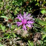 Centaurea decipiens موطن