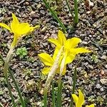 Narcissus × odorus Žiedas
