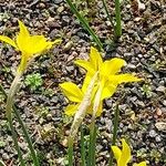 Narcissus × odorus പുഷ്പം