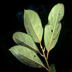 Rhodostemonodaphne saulensis Leaf