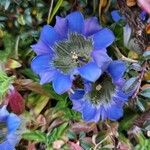 Gentiana depressa 花