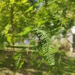 Taxodium distichumLeaf