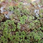 Azolla filiculoides Buveinė