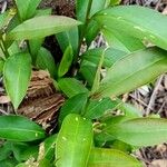 Ardisia elliptica Blatt