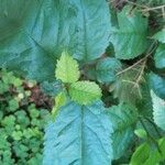 Celastrus orbiculatus Leaf