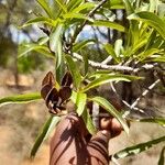 Hymenodictyon decaryi 葉