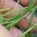 Paspalum repens Corteza