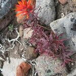 Castilleja rupicola Habit