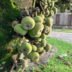 Ficus auriculata Fruit