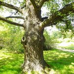 Quercus robur Ekosanga