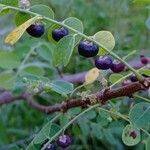 Phyllanthus reticulatus Fruit