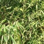 Phyllostachys aurea Hábito