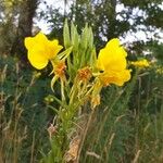 Oenothera biennis Цветок