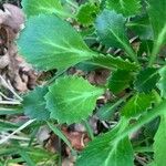 Saxifraga spathularis Blatt