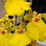 Oncidium altissimum Kukka