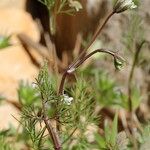 Scandix australis Çiçek