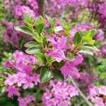 Rhododendron indicum Лист
