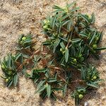 Euphorbia polygonifolia Hábito