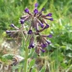 Anchusa undulata Vekstform