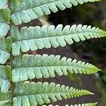 Dryopteris wallichiana Folha