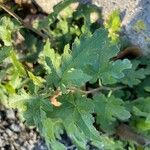 Lavatera bryoniifolia Leaf