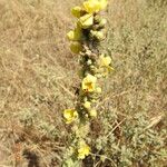 Verbascum phlomoidesЦветок